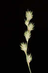 Quill sedge